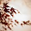 冬を迎える紅葉