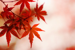 紅い結晶