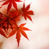 紅い結晶