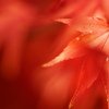 紅いホウセキ