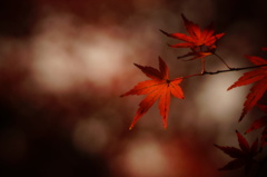 漆紅とヒカリ