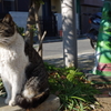 ねこ２