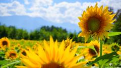 晩夏の向日葵畑