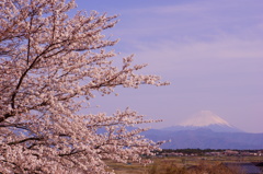富士桜