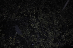 SDIM0613