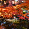 DSC03590