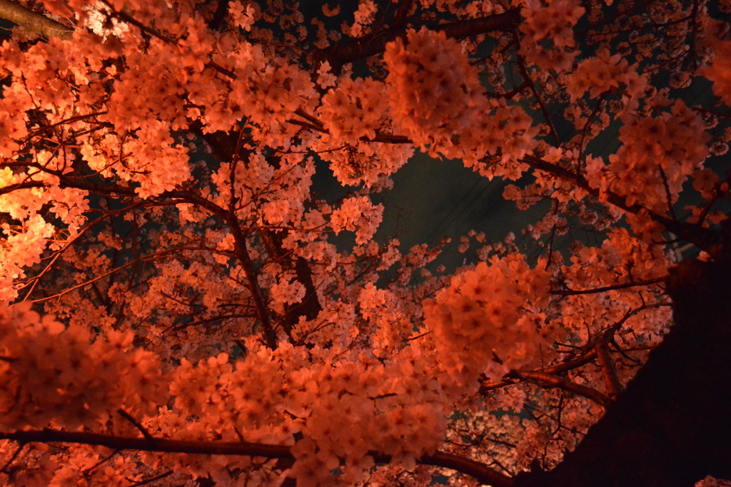 十四川桜まつり2014_夜桜1