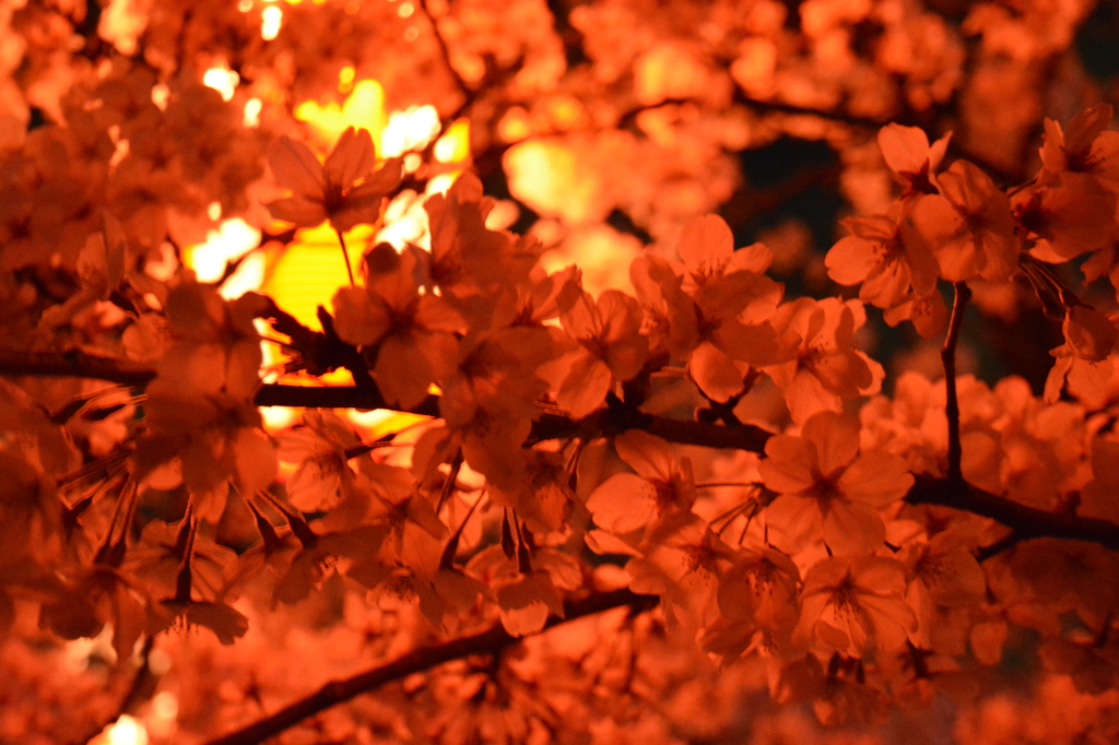 十四川桜まつり2014_夜桜2