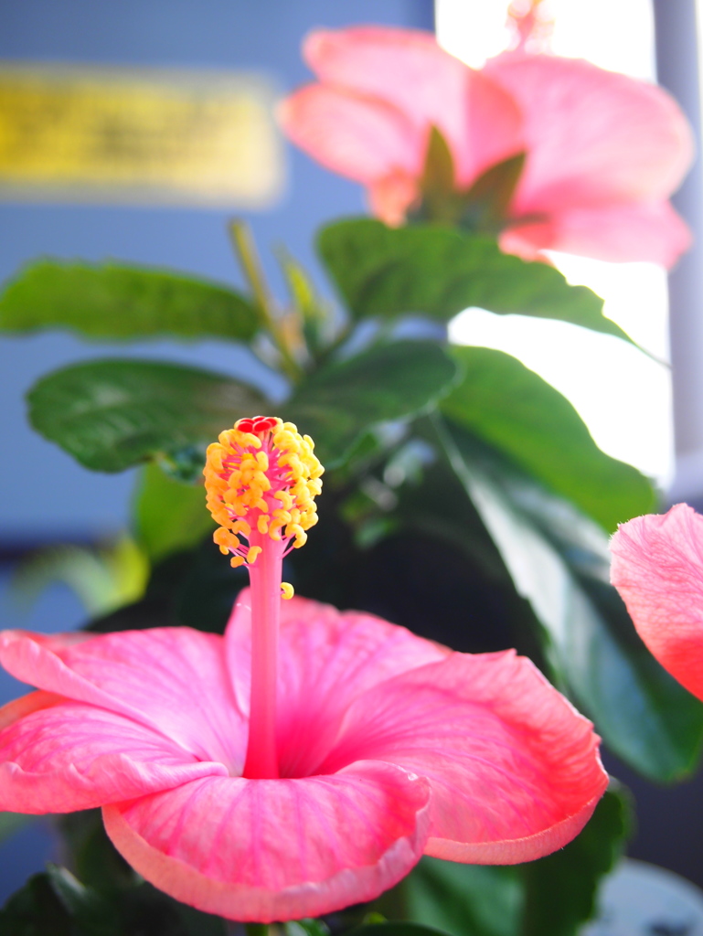 ベランダ育ちのハイビスカス