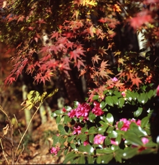 紅葉と山茶花