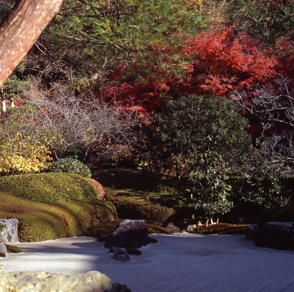 明月院　枯山水