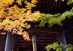 平林寺_01