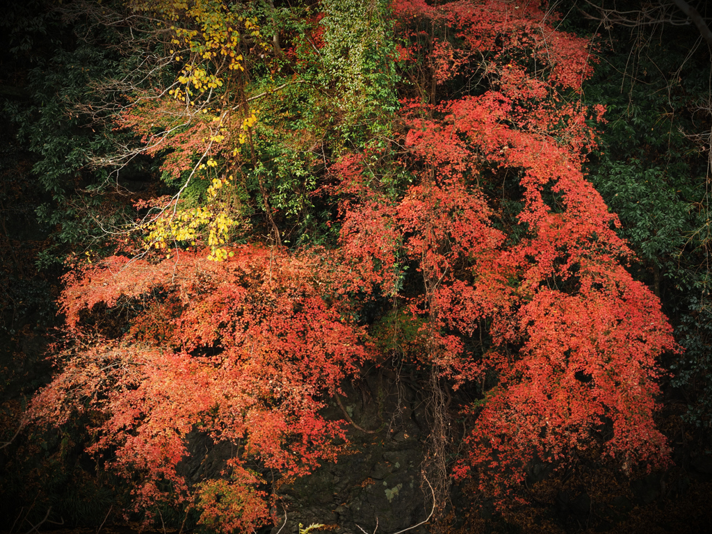 渓谷の紅葉