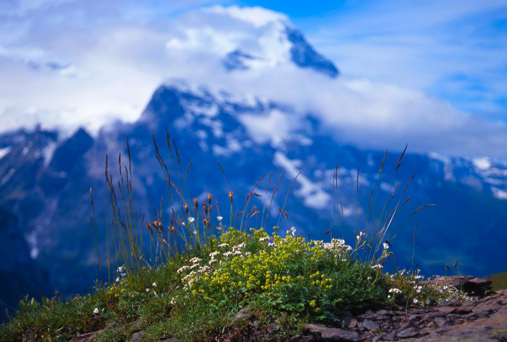 スイスアルプスの花