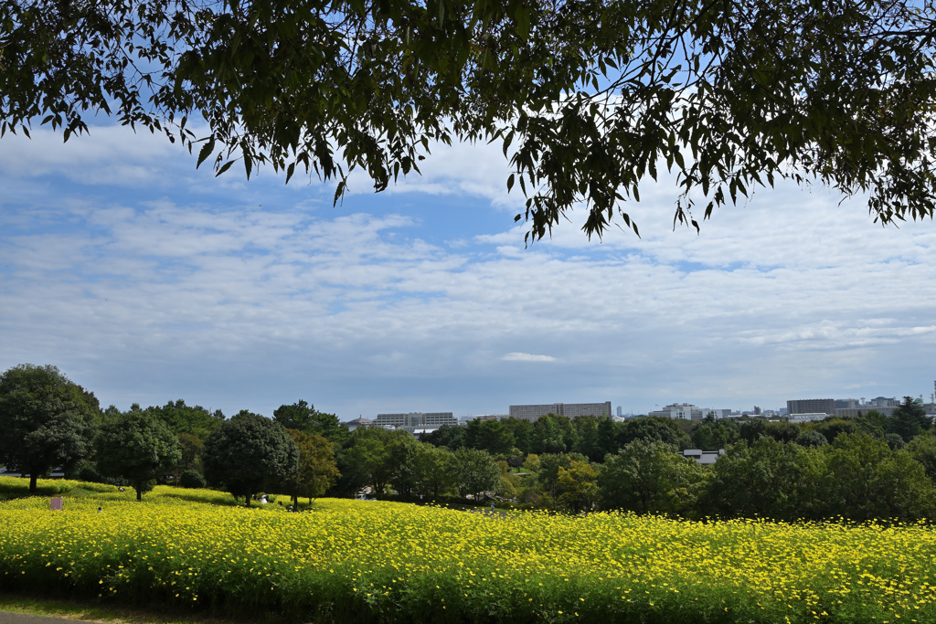 昭和記念公園にて_1