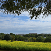 昭和記念公園にて_1
