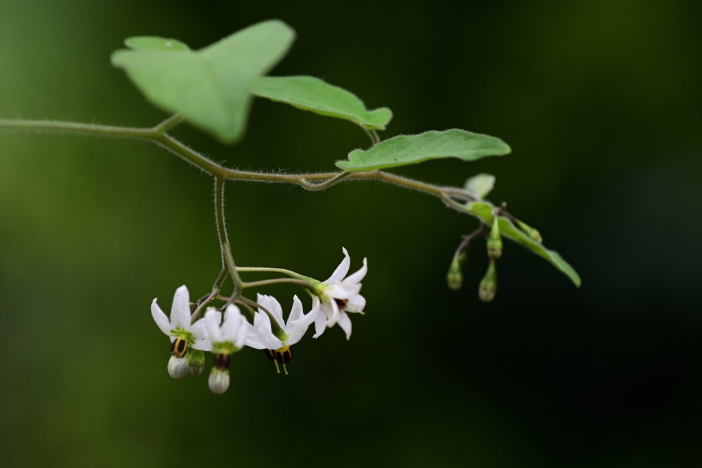 庭の花