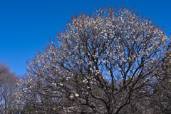 春は名のみの　風の寒さや