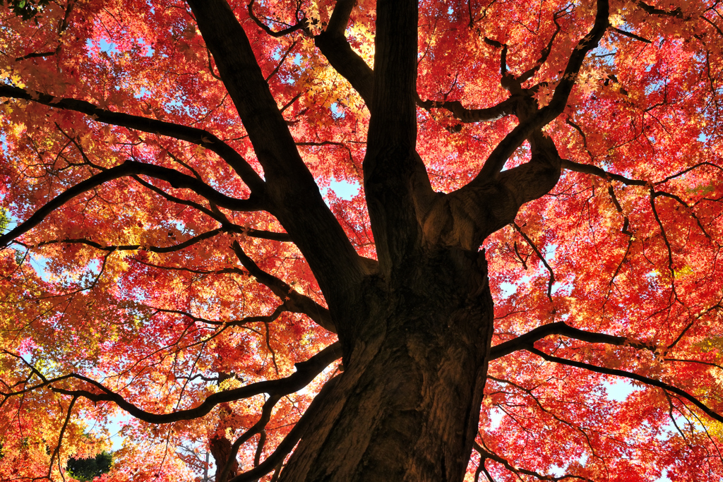 枝に燃ゆ　紅の炎舞い　秋の彩