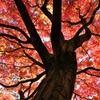 枝に燃ゆ　紅の炎舞い　秋の彩