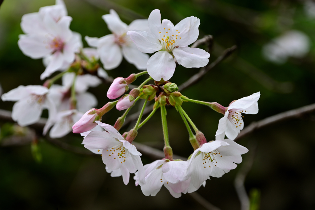 桜