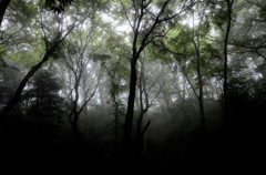 朝霧の森