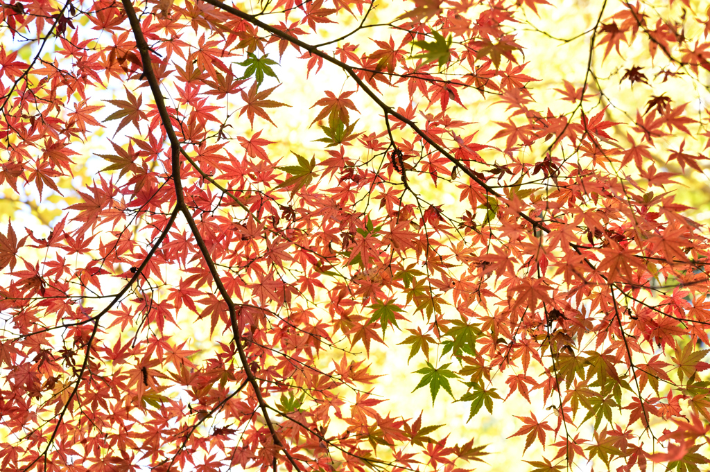 照紅葉