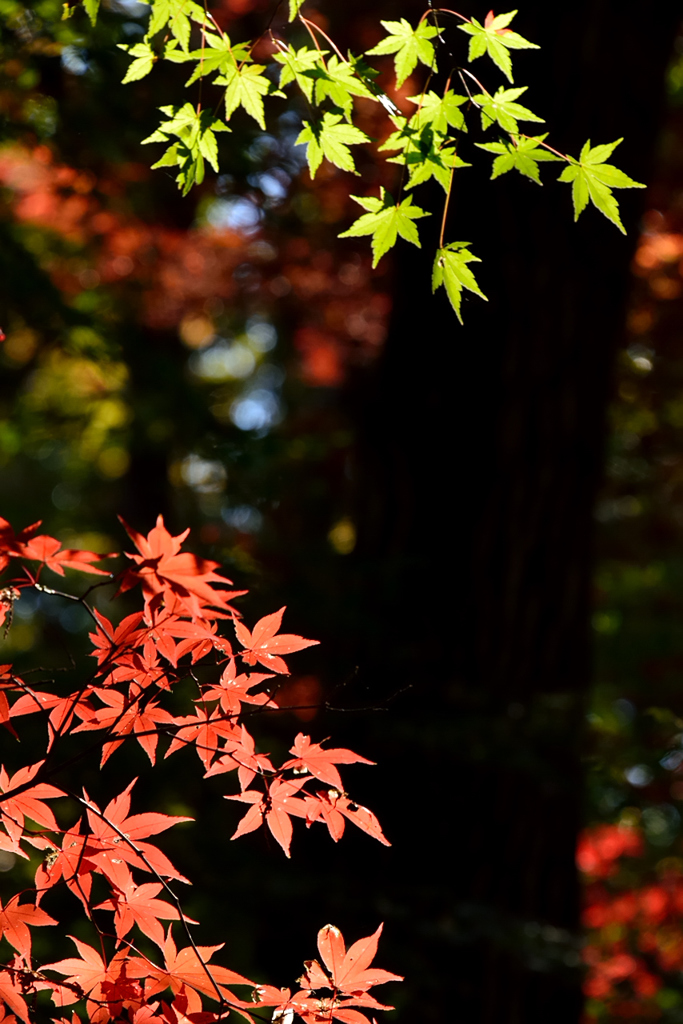 平林寺_03