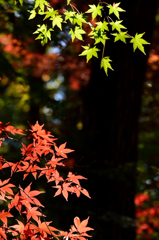 平林寺_03