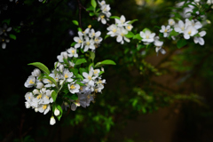 庭先の姫りんごの花