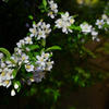 庭先の姫りんごの花