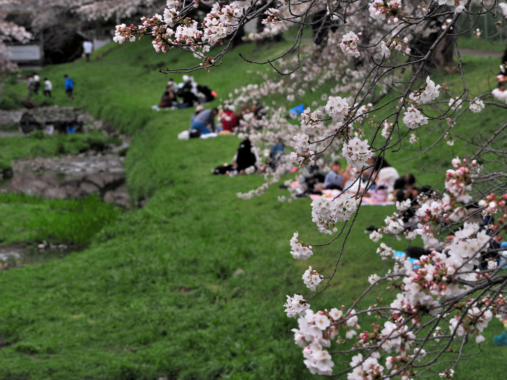 ふんわりと 桜香る空 花見の日
