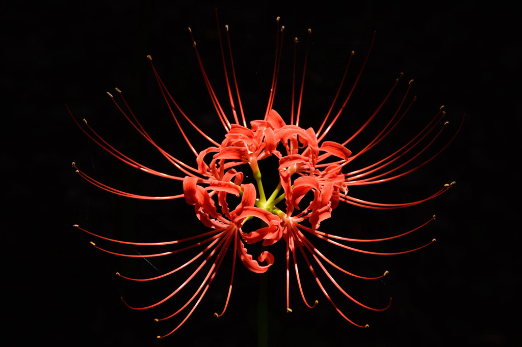 曼珠沙華