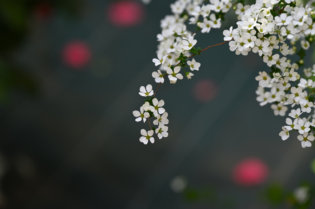 庭に咲いた花