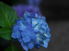 紫陽花