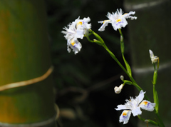 昭和記念公園の花　Ⅱ