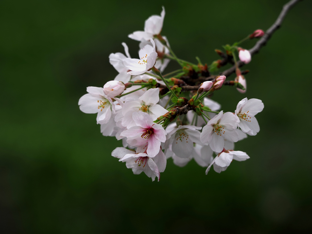 春風に 揺れる桜の 枝一本