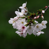 春風に 揺れる桜の 枝一本