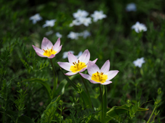 昭和記念公園の花