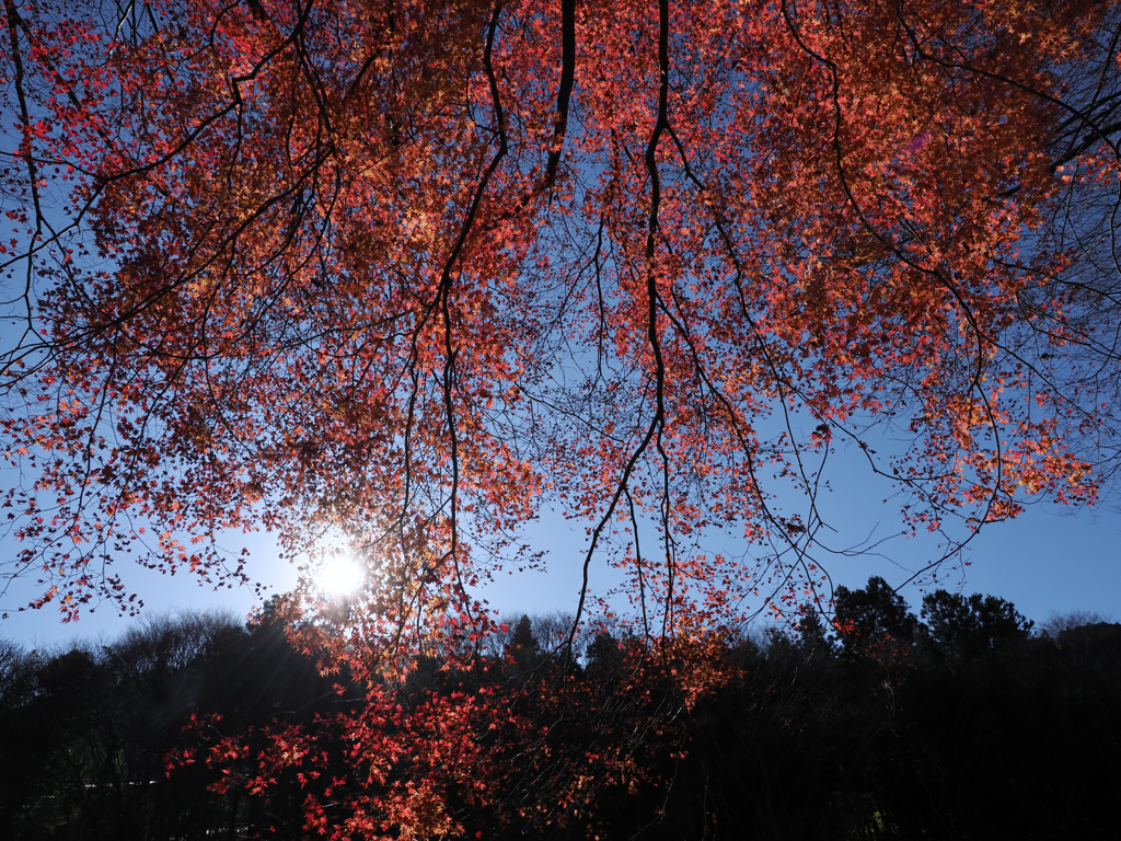 晩秋の紅葉