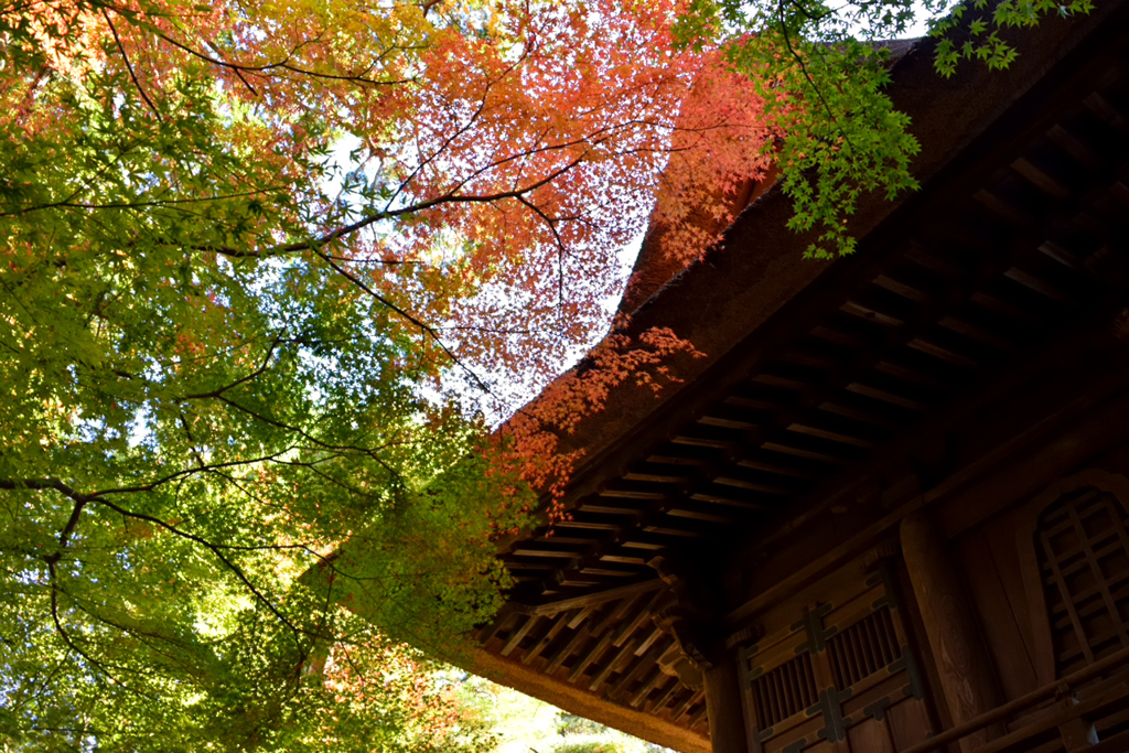 平林寺_02