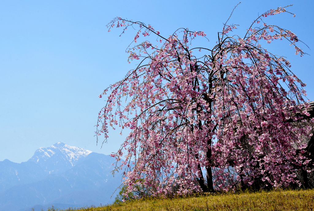 甲斐駒ヶ岳と枝垂れ桜