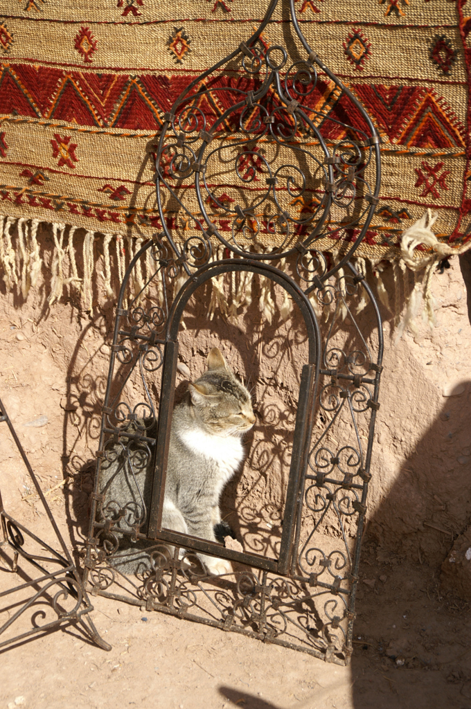 PICT0697_モロッコ_猫_2