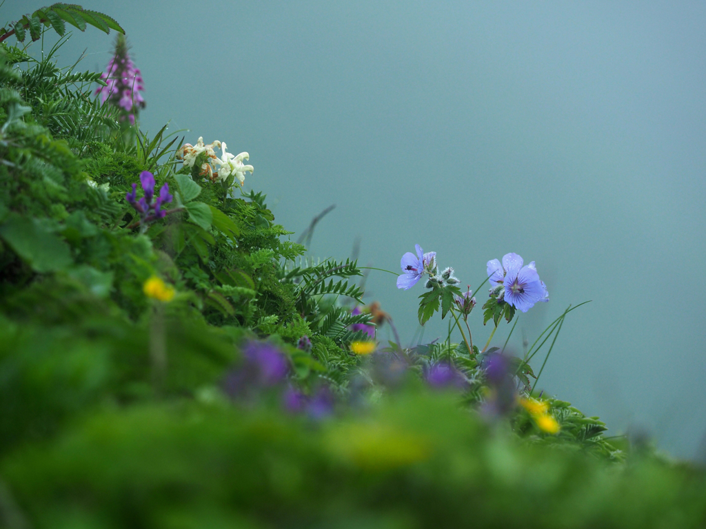 礼文島の花_1