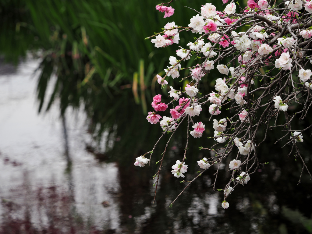 春の光　満ちる川辺に　花の舞