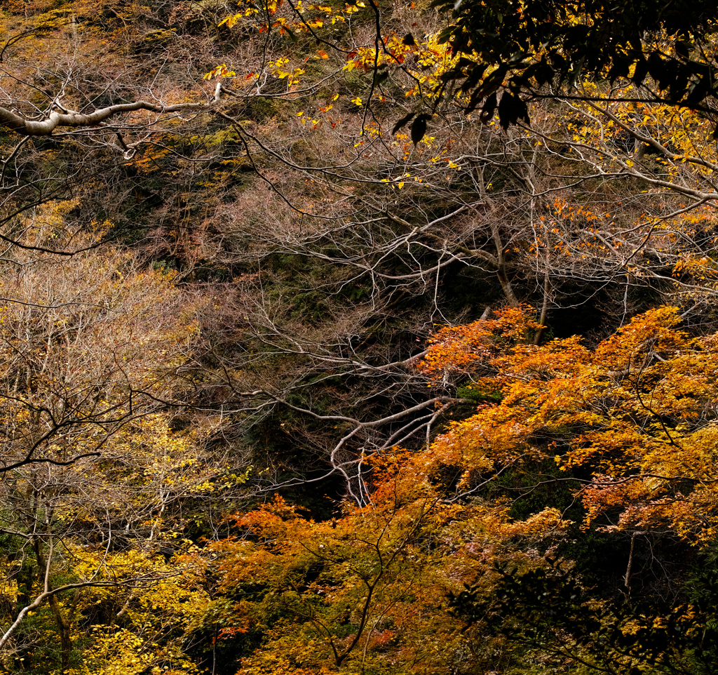 高尾山の紅葉