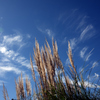 秋空