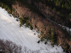 ダケカンバと雪渓　Ⅱ