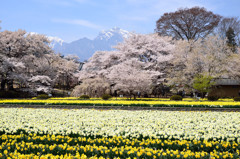 実相寺の桜と水仙