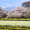 実相寺の桜と水仙